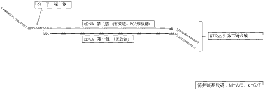 一种用于检测EML4-ALK、ROS1和RET融合基因突变的方法与流程