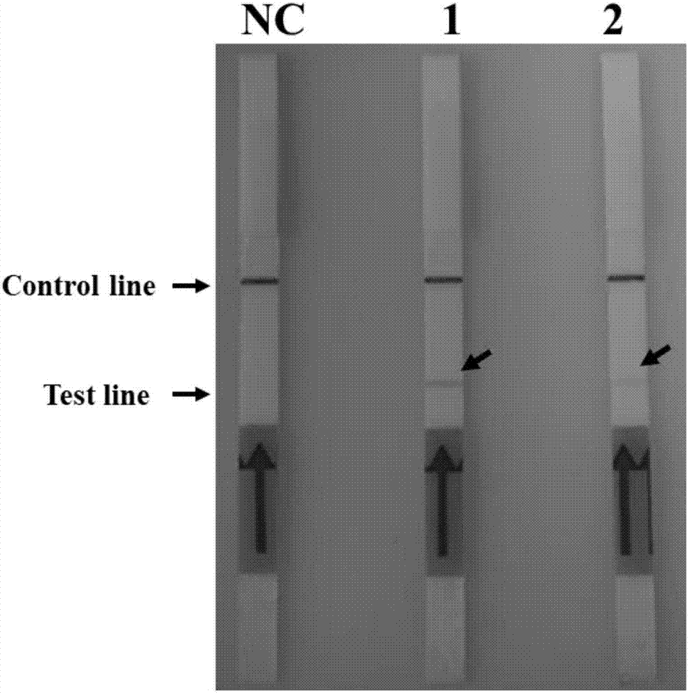 用于检测II型鲤疱疹病毒的RPA试剂盒及其专用引物和探针的制作方法
