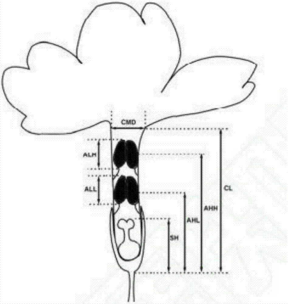 一种提高橙花瑞香有性繁殖成功率的方法与流程