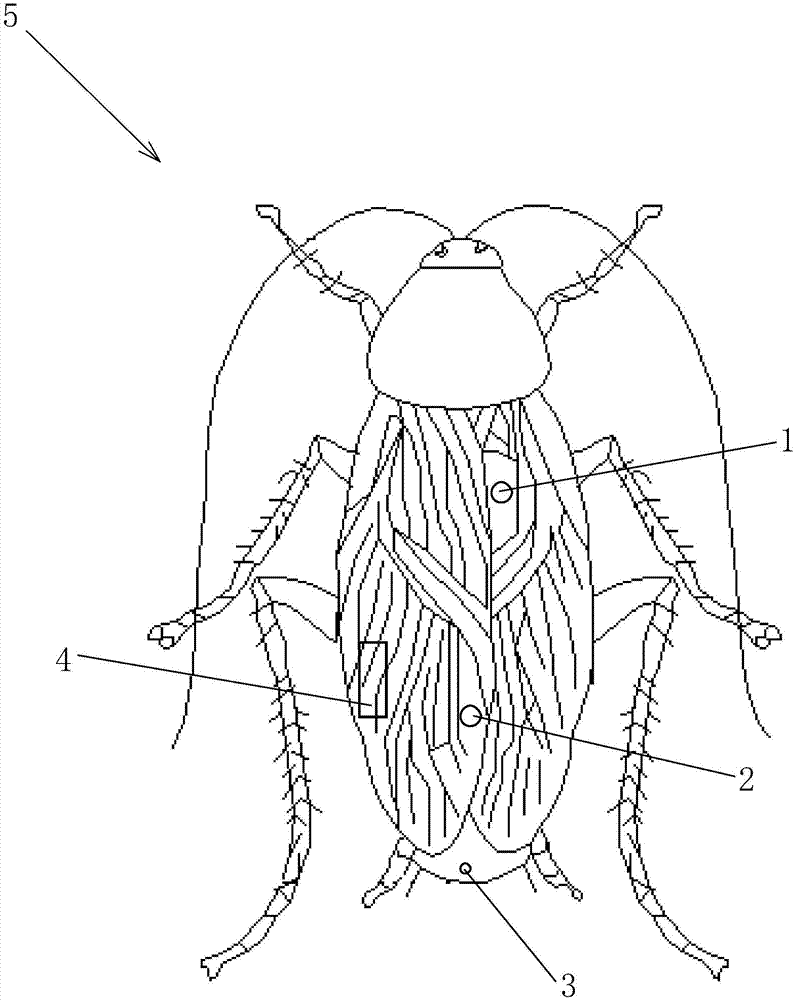 一种诱捕蟑螂的仿生方法与流程
