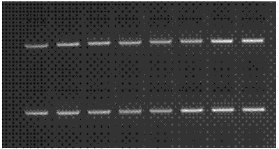 HLA-C全长基因分型试剂盒的制作方法