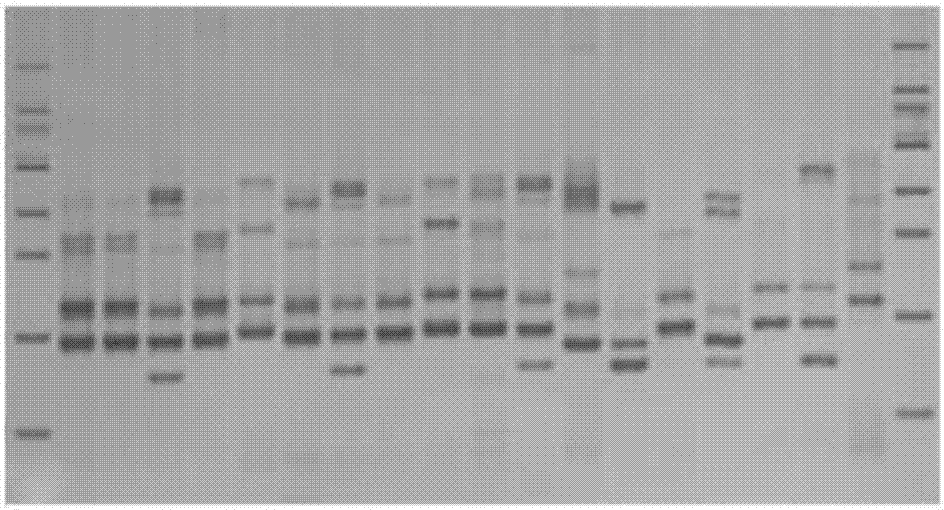 基于ssr标记的国槐dna指纹图谱库及其构建方法与流程