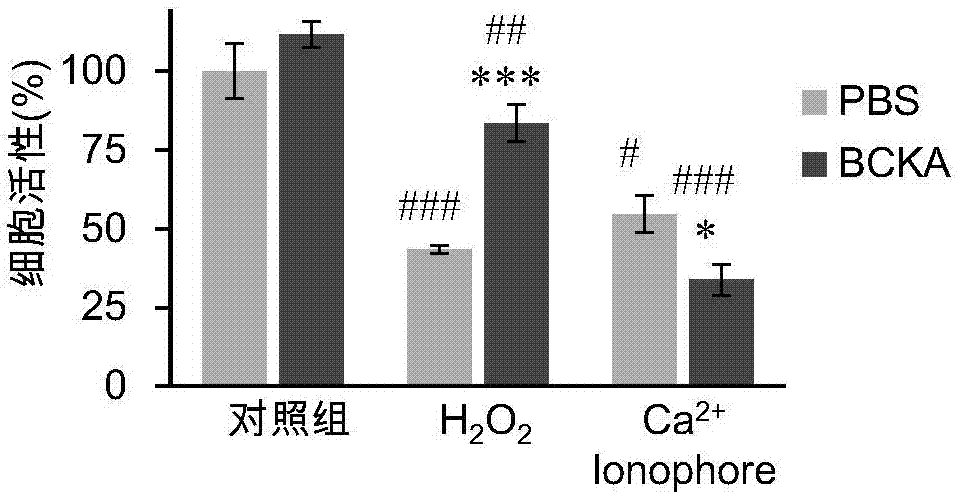 支链alpha酮酸作为抗氧化剂的应用的制作方法