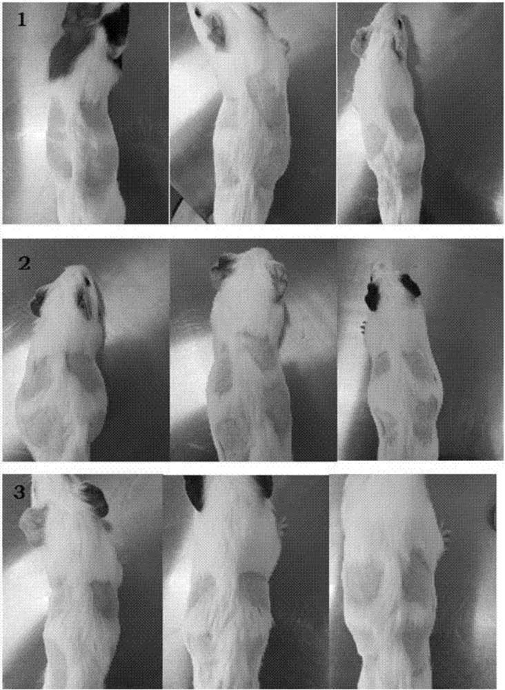 一种美白的外用组合物及其制备方法和用途与流程