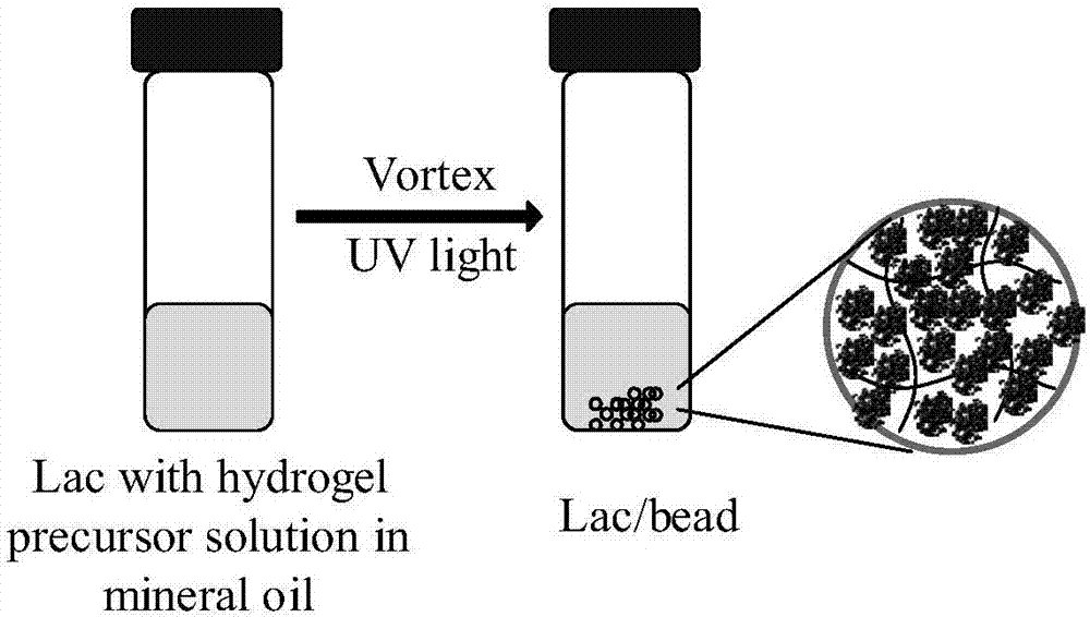 乳化-光聚合制备微米级含酶凝胶微球的方法及应用与流程