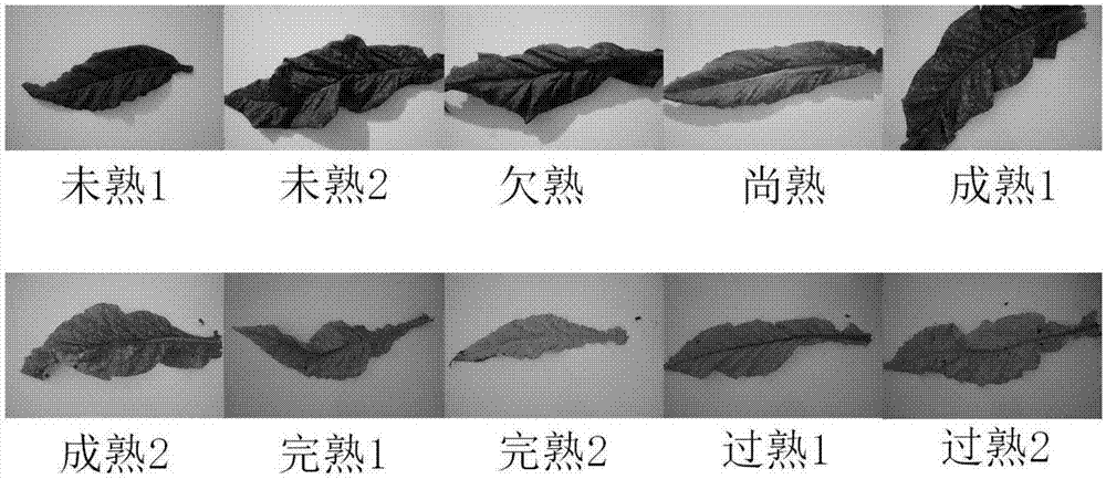 一种基于图像分析烟草成熟度的判别方法与流程