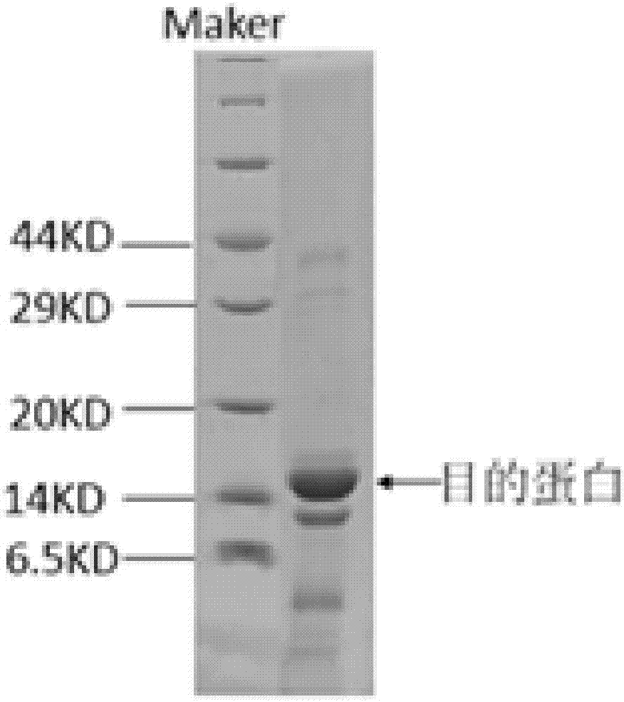 一种重组的C肽免疫原及其应用的制作方法