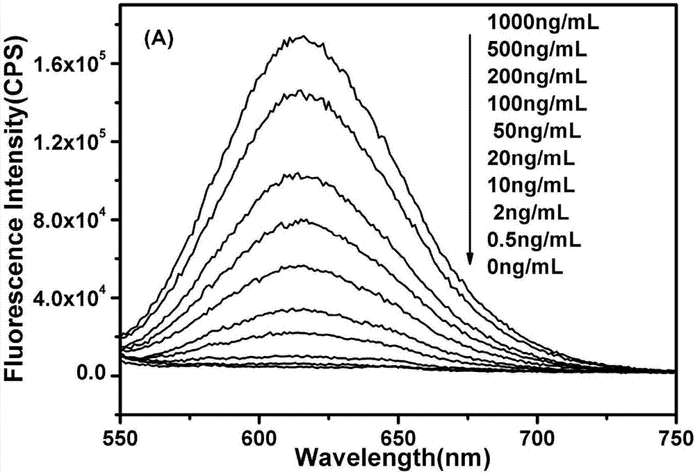 核酸稳定的荧光银纳米团簇、制备方法及其在毒素检测的应用与流程