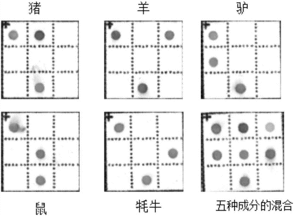 一种用于动物源性成分检测的核酸组合及其应用的制作方法