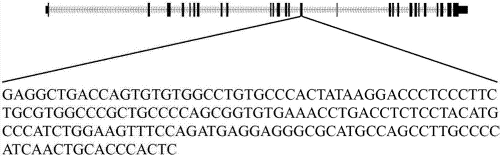 EGFR和HER2基因突变检测试剂盒、检测方法及其应用与流程