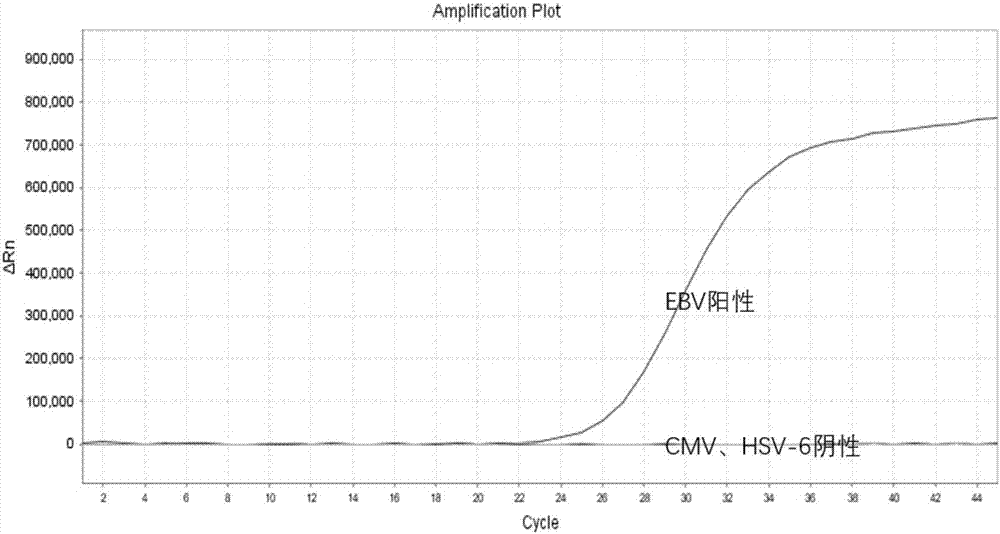 一步法同时检测EBV,CMV,HSV-6疱疹病毒的试剂盒及检测方法与流程