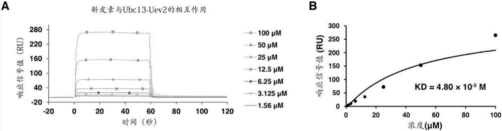 天然小分子化合物在抑制泛素链合成反应中的应用的制作方法