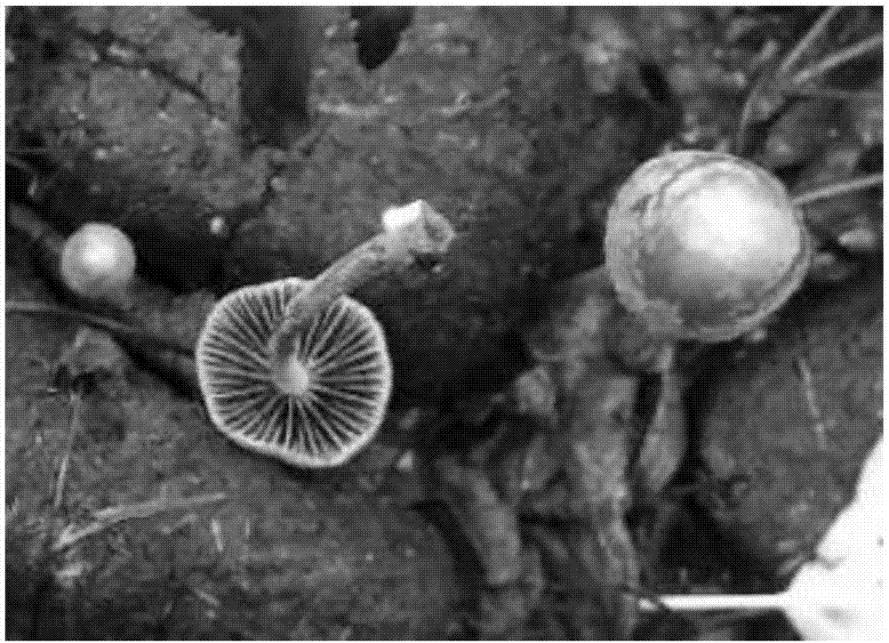 一种致幻蘑菇斑褶菇菌种的获得方法与流程