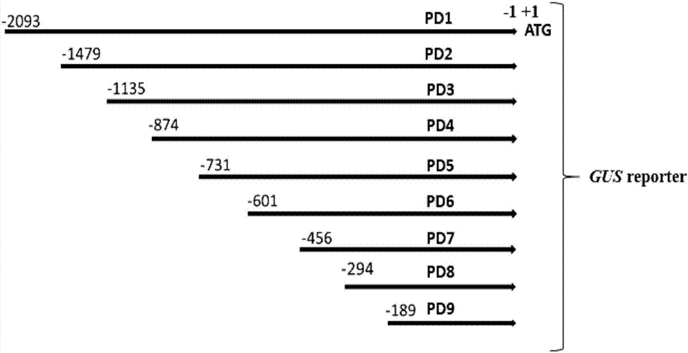 类蛋白基因atscpl30的启动子,命名为pd1,其核苷酸序列为以下序列之一