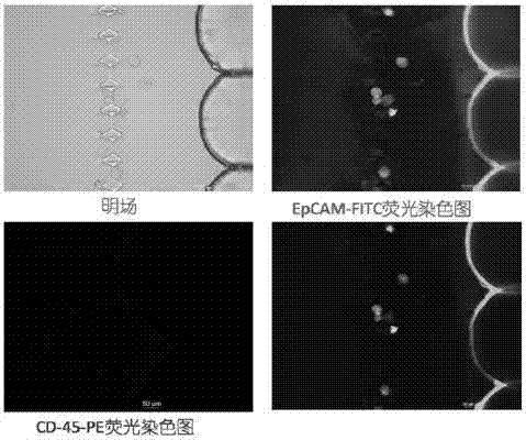 一种基于微结构的细胞捕获芯片及制备方法和应用与流程