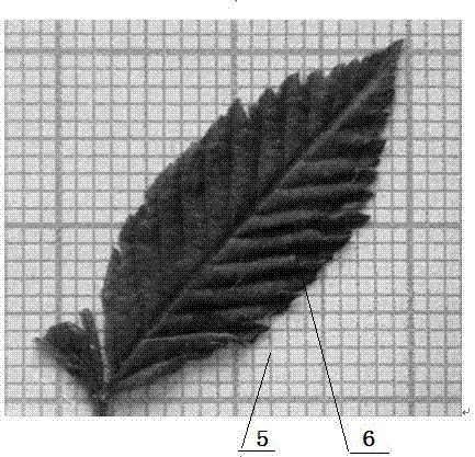 植物叶面积数据采集叶片夹与植物叶片面积无损求算方法与流程