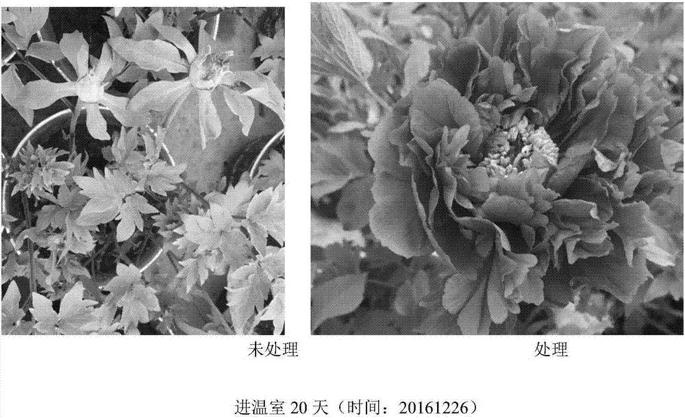 一种寒旱区牡丹冬季花期调控方法与流程