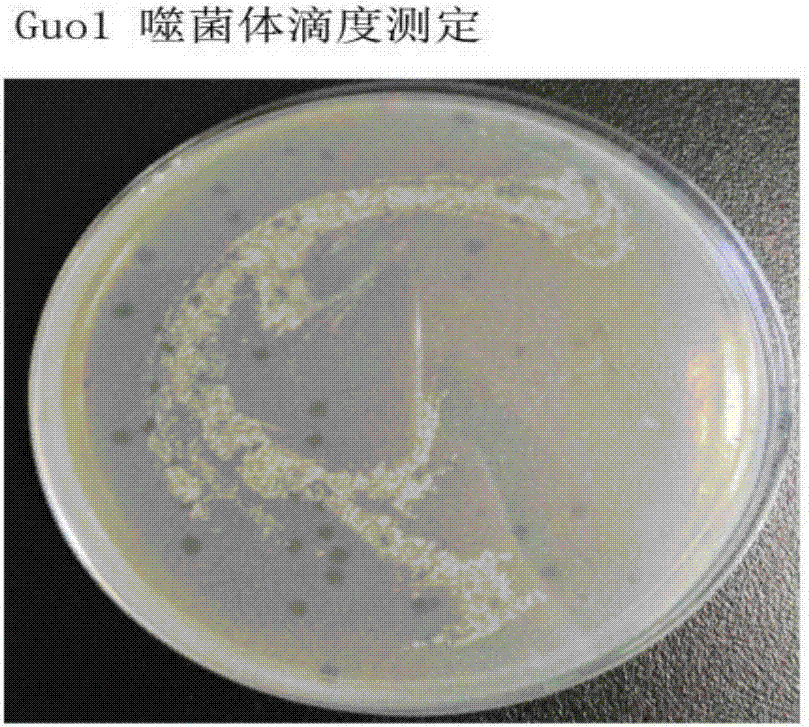 分枝杆菌噬菌体裂解酶Lysin-Guo1的制备与应用的制作方法