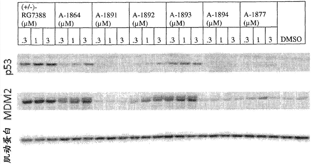 基于MDM2的蛋白水解调节剂和相关的使用方法与流程