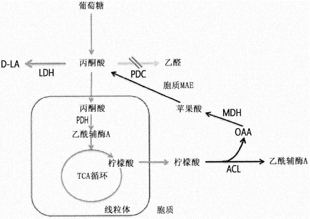 产乳酸微生物及使用其生产乳酸的方法与流程