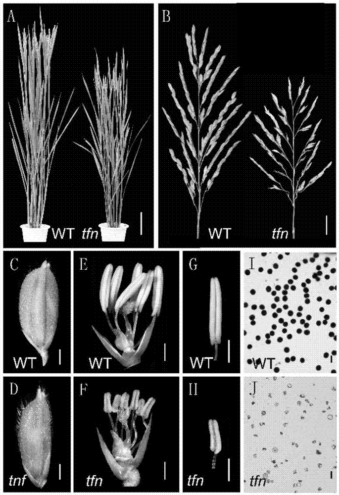 tfn基因的应用及恢复tfn基因缺失导致水稻雄性不育的方法与流程