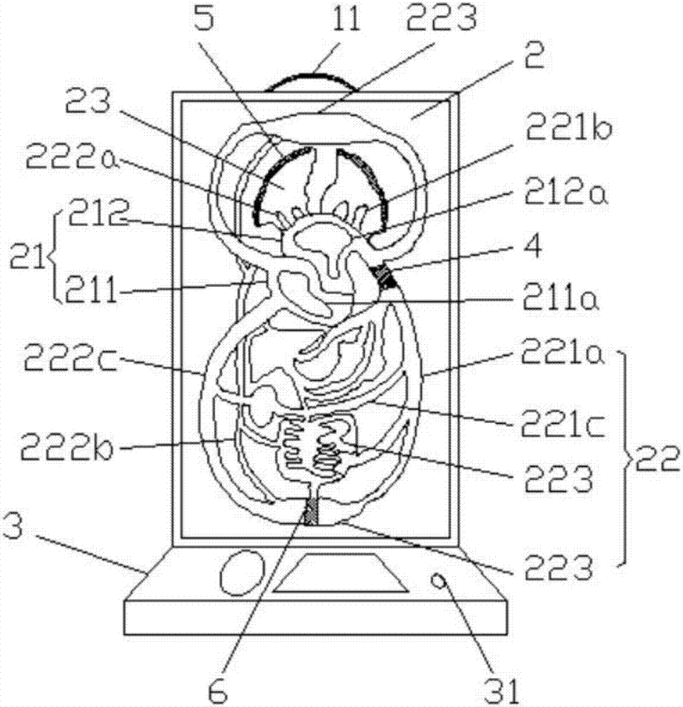 一种血液循环科普模型的制作方法