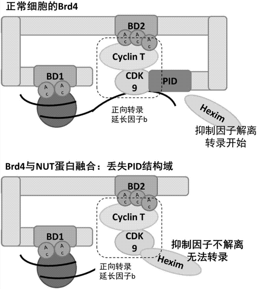 8-羟基喹啉类药物或其盐在制备用于治疗与BRD4相关的疾病的药物中的应用的制作方法