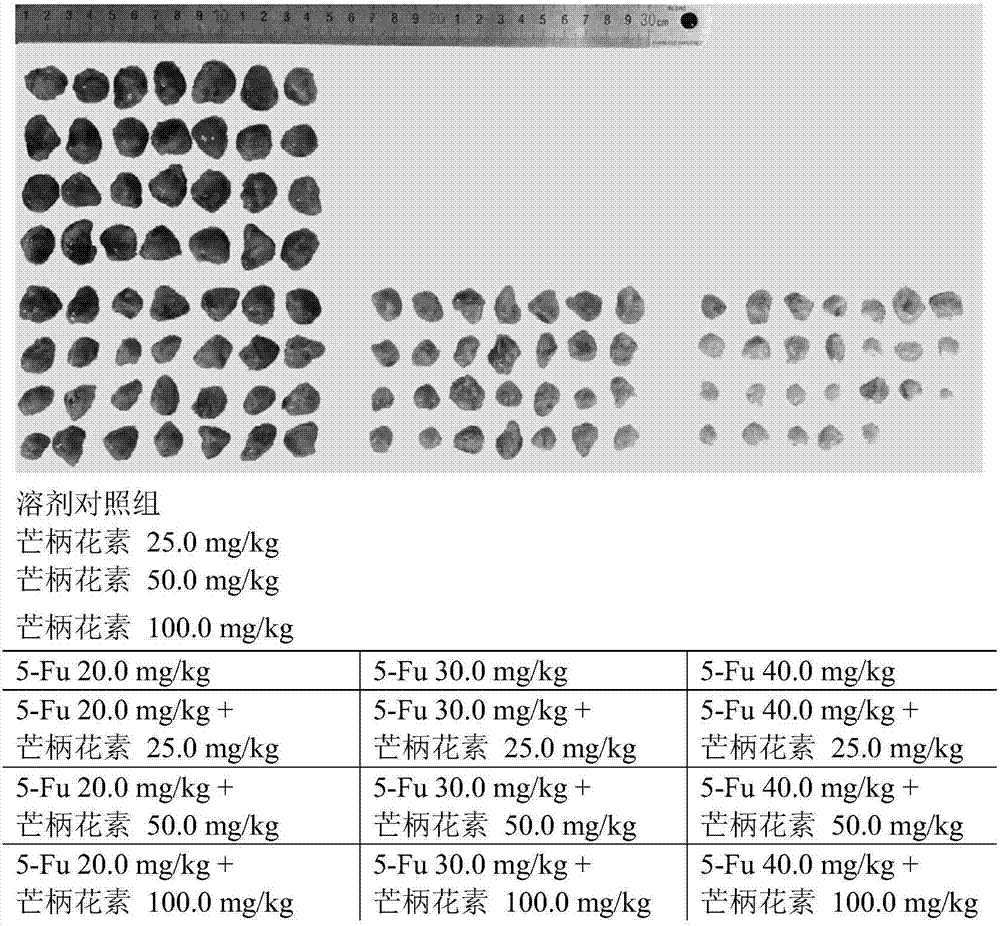 芒柄花素与氟尿嘧啶的组合在制备抗肿瘤药物中的用途的制作方法