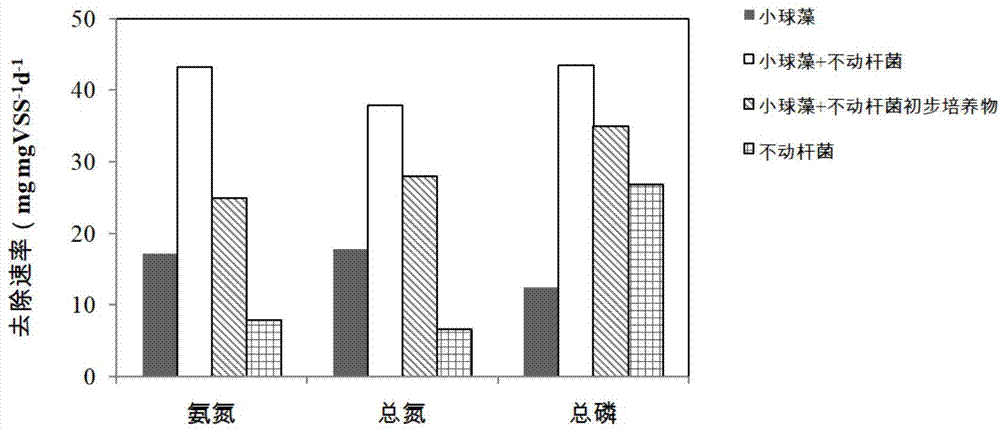 一种小球藻-不动杆菌联合去除养殖废水氮、磷的方法与流程