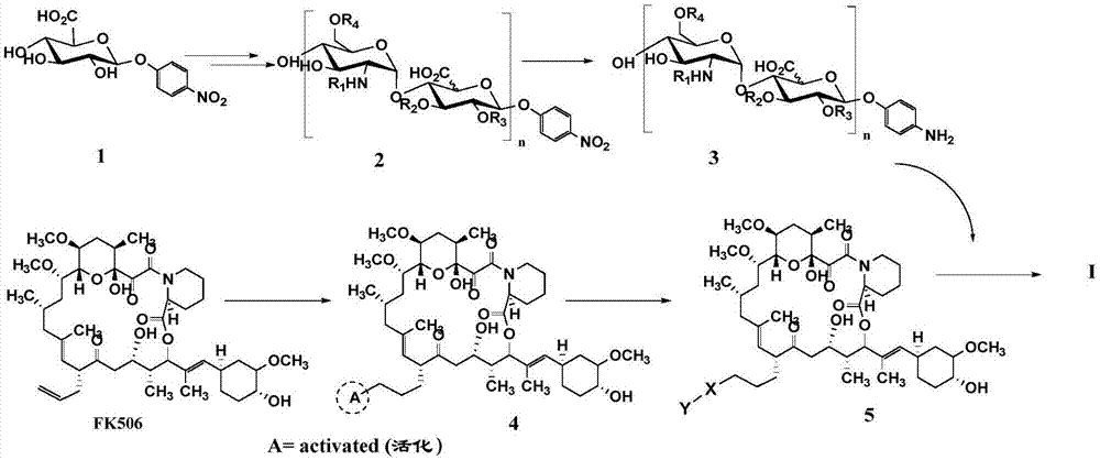 硫酸肝素与FK506共轭物酶化学合成以及应用的制作方法