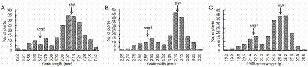 一种控制水稻谷粒大小和粒重的基因SNG1及其应用的制作方法