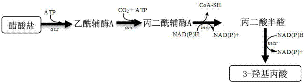 一种生产3-羟基丙酸的重组假单胞菌、其构建方法及其应用与流程