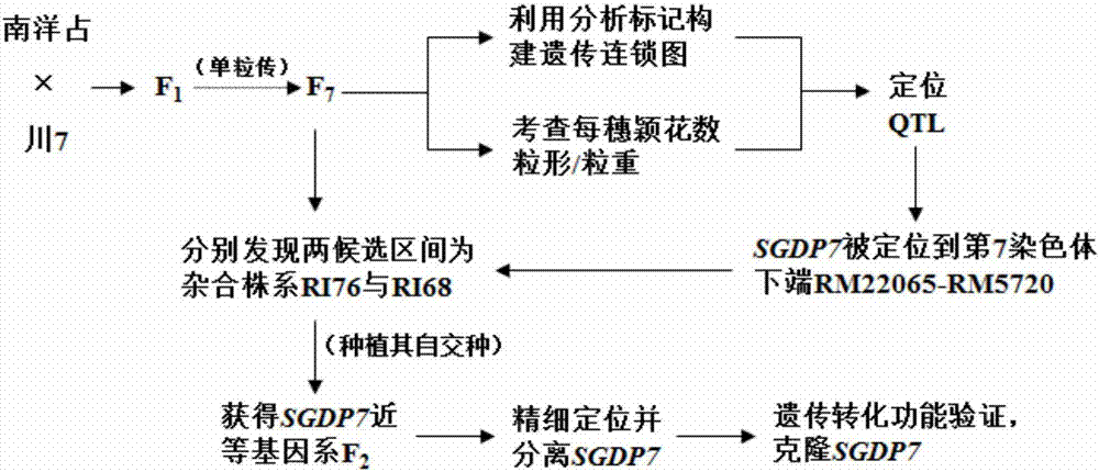 稻穗发育基因的沉默子CNV-18bp及在水稻产量改良中的应用的制作方法