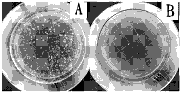 一种抗菌除异味纳米防水羽绒的制备方法与流程