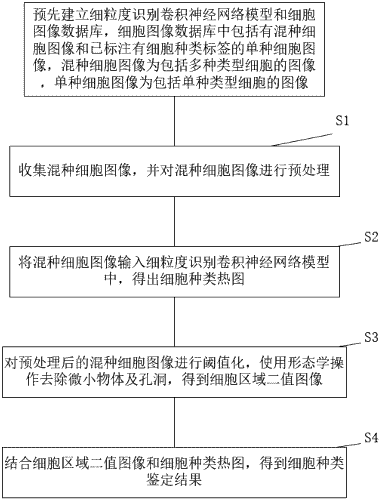 一种基于细粒度识别的混杂细胞种类鉴定方法与流程