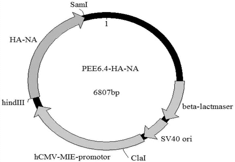 马流感病毒H3N8亚型的融合蛋白及其制备方法、应用和疫苗与流程