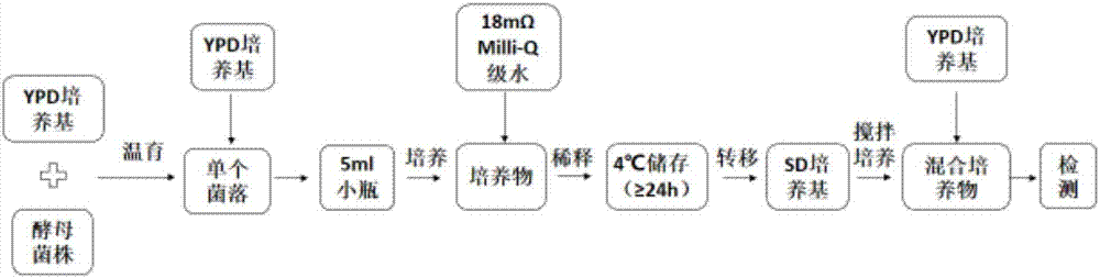 一种高通量测定抗衰老的方法与流程