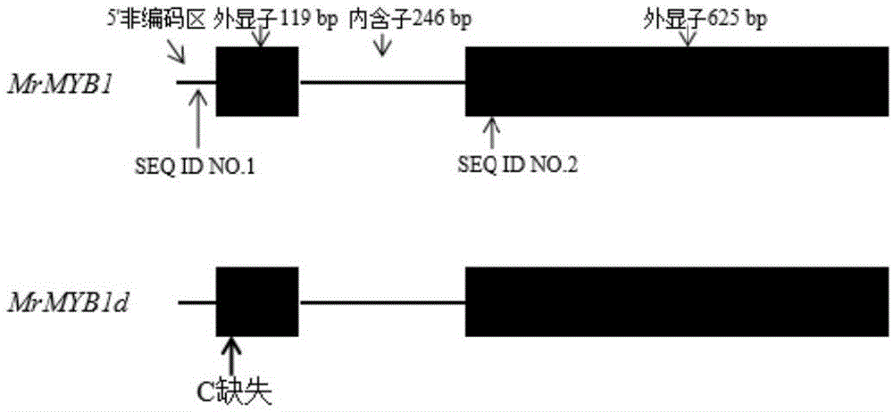 一种杨梅CAPS标记在检测杨梅花青苷相关MrMYB1等位基因中的应用的制作方法