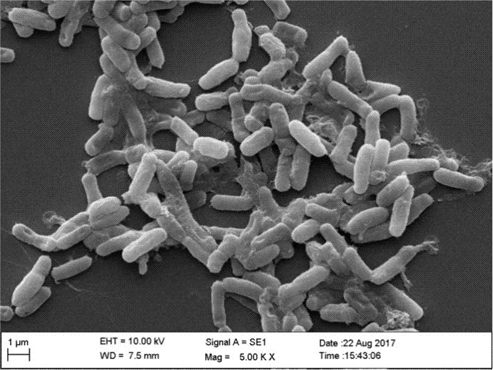 一株暹罗芽孢杆菌及其在降解邻苯二甲酸二丁酯中的应用的制作方法