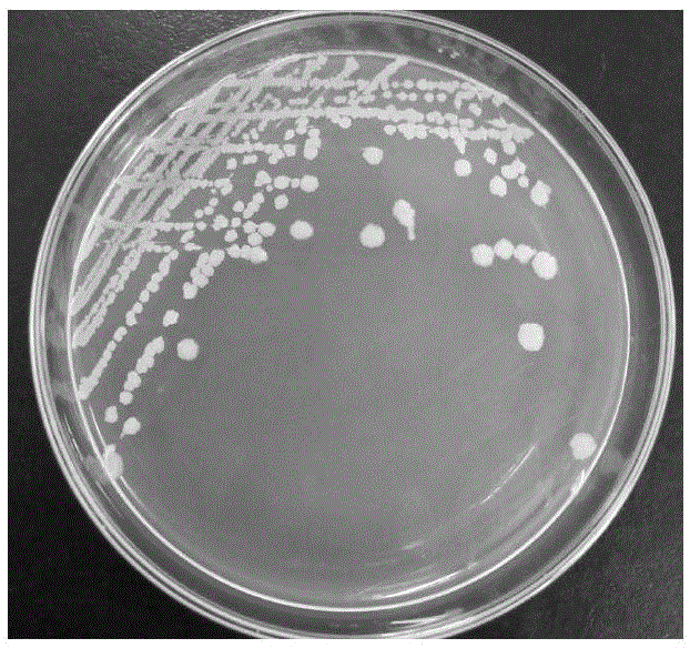 一种解淀粉芽孢杆菌CPLK1314及其在饲料储存中的应用的制作方法