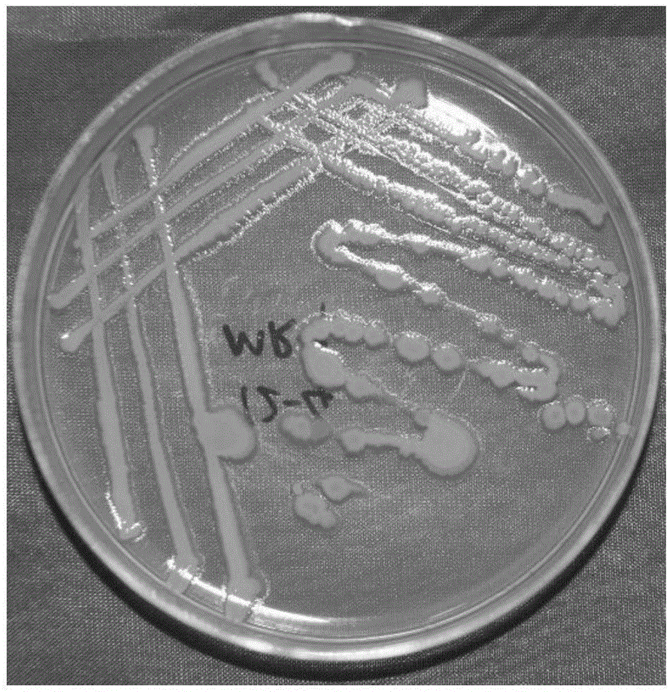 一株地衣芽孢杆菌菌株及其在抑制细菌性病原菌中的应用的制作方法