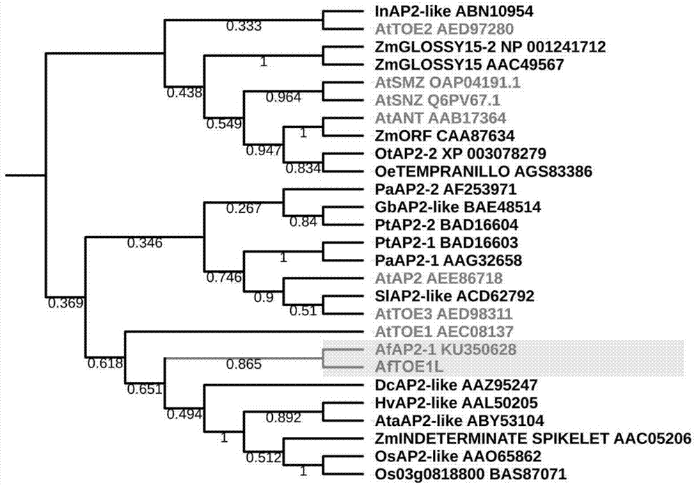 蜻蜓凤梨AfTOE1L基因的克隆及其应用的制作方法