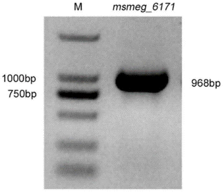MSMEG_6171在调节耻垢分枝杆菌对抗生素敏感性中的应用的制作方法
