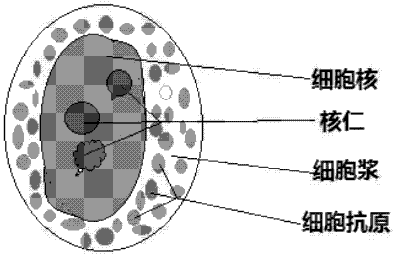 人体细胞全形态免疫荧光染色方法及试剂盒与流程