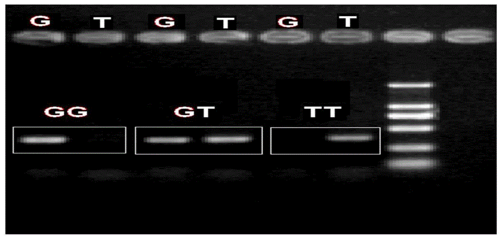 SNP位点基因型分型的方法与流程