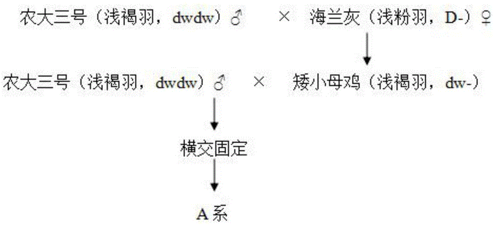 一种高抗节粮型优质蛋鸡的培育方法与流程