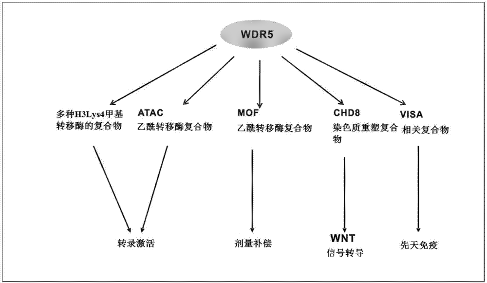 WDR5蛋白质-蛋白质结合的抑制剂的制作方法