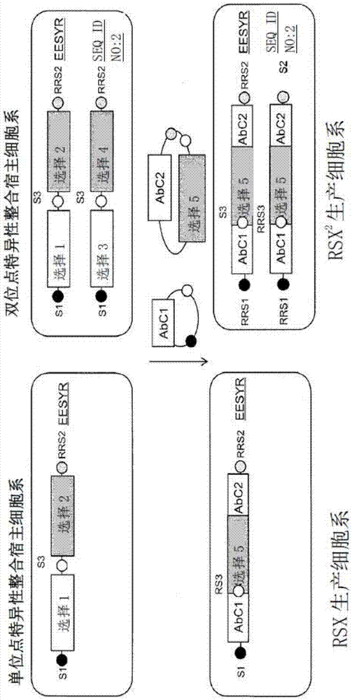 基于使用表达增强性基因座来制备抗体的组合物和方法与流程