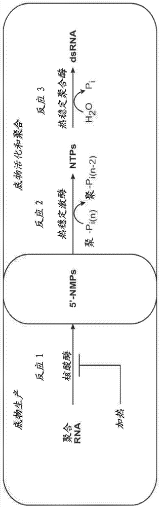 无细胞生成核糖核酸的制作方法