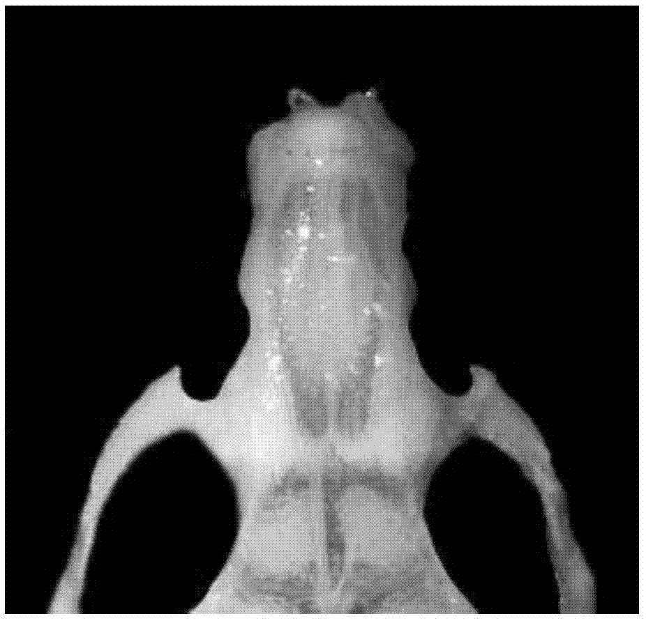 一种不植骨上颌窦底提升小鼠模型的构建方法与流程